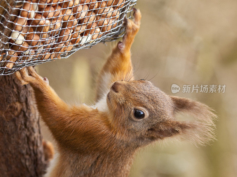 红松鼠——Sciurus vulgaris——在花生喂食器上